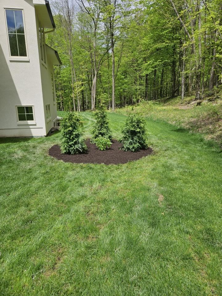 Arborvitae Planting